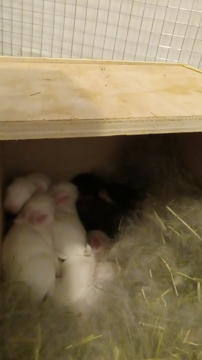 Have a litter of flemish new zealand cross meat or pet rabbits. Great meat to bone ratio. Fast growi...