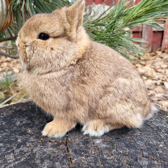 EXTRAORDINARY ENGLISH LOP BABY BUNNY BOYS & HOLLAND LOP RABBITS in Small Animals for Rehoming in City of Toronto - Image 9