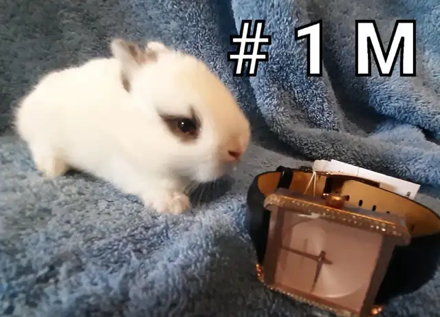 Great Featured Purebred Netherland Dwarf bunny rabbit, #Great fo in Small Animals for Rehoming in Mississauga / Peel Region - Image 3