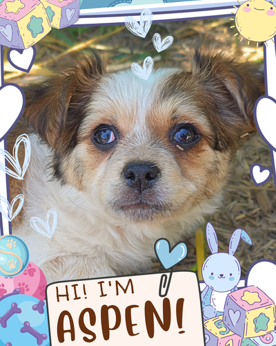 ❤️ Meet Aspen! ❤️ Happy Chihuahua Mix Puppy Raised with Love, View more