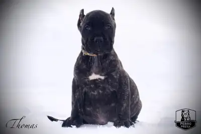 Purebred Presa Canario Puppies, View more