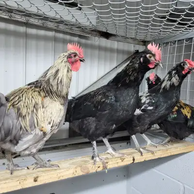 Coqs Easter Egger Exquis! (Maran x croisé Ameracauna croisé). Aussi cream legbar, orpington lavende,...