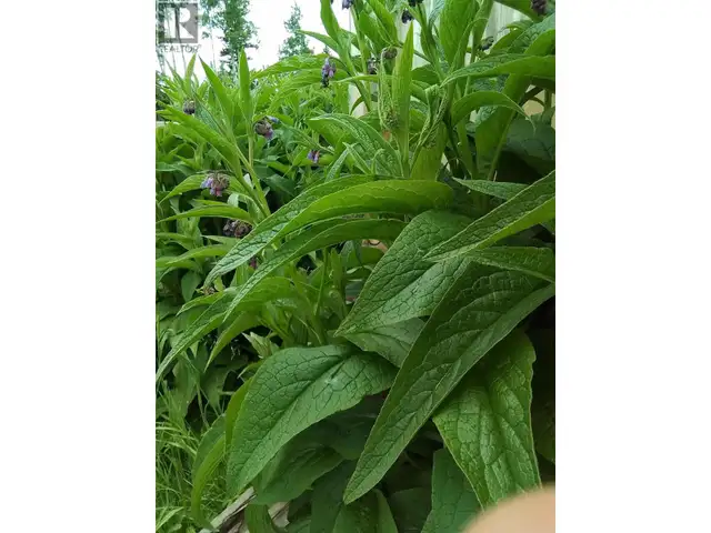 6646 HAMRE ROAD Burns Lake, British Columbia in Houses for Sale in Burns Lake - Image 33