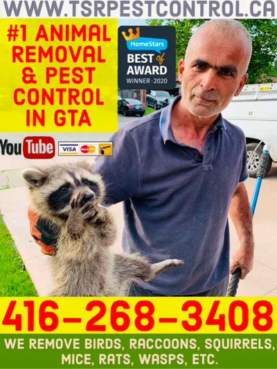 WILDLIFE REMOVAL & PEST CONTROL WASP RACCOON SQUIRREL MICE RATS, View more