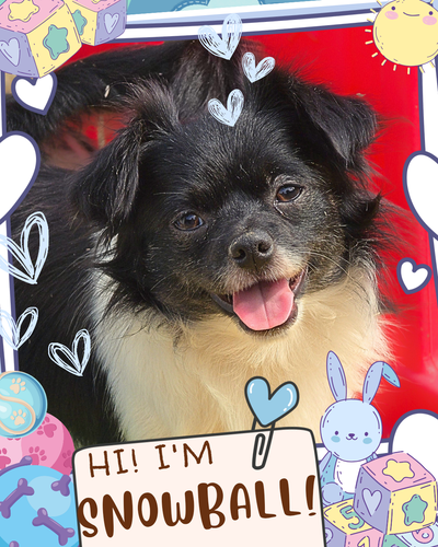 ❤️ Meet Snowball! ❤️ Fun Chihuahua Mix Looking for Forever Home, View more