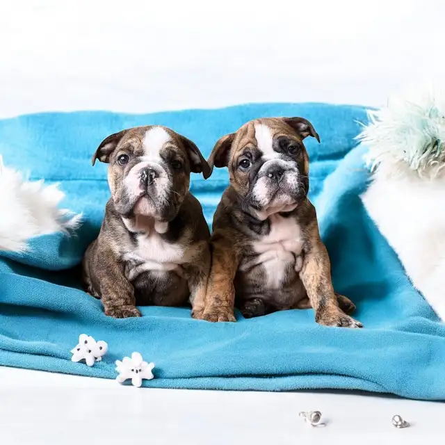 Purebred English Bulldogs – CKC Reg, Champion , READY TO Now in Dogs & Puppies for Rehoming in Cornwall - Image 4