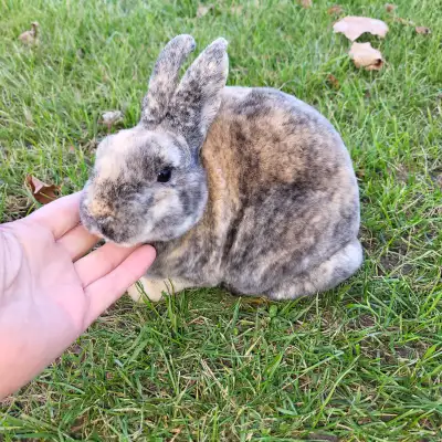 EXTRAORDINAIRE BEBE LAPIN NAINS MINI REX BABY BUNNY RABBITS, View more