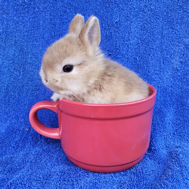 EXTRAORDINARY ENGLISH LOP &  HOLLAND LOP BUNNY RABBITS in Small Animals for Rehoming in Vancouver - Image 10
