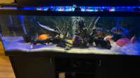 125 Gallons ( Complete set up)