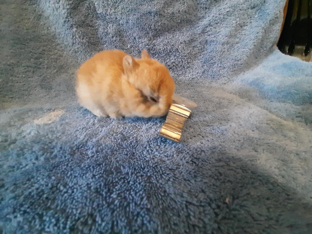 Top Featured Purebred Netherland Dwarf, Holland Lop, bunny rabbi in Small Animals for Rehoming in Kitchener / Waterloo - Image 4