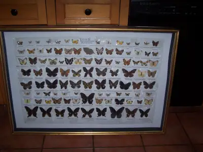 Here we have a massive certified Butterfly Collection form the Tornoto Entomologists Association wit...