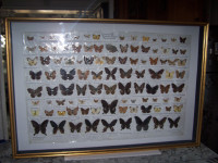Butterflies 100 Taxidermy Professionally Displayed (certified)