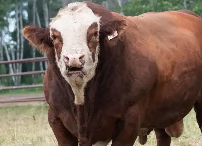 Wolfe Farms 21st Annual Fleckvieh Bull & Female Sale Saturday December 6th at 3PM on the farm in Val...