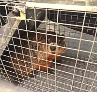 Cage-piège pour marmotte, raton-laveur, mouffette...