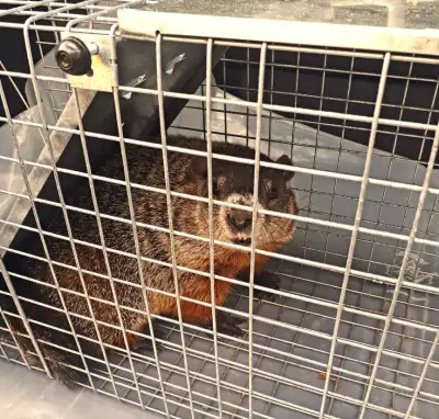 Cage-piège pour marmotte, raton-laveur, mouffette..., View more