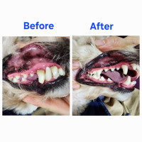 Dog Teeth Cleaning (No Anesthetic) BOOK NOW!