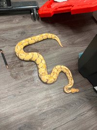 Beautiful super friendly banana ball python snake