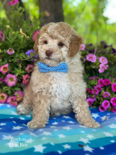 Beautiful Goldendoodle Puppies, View more