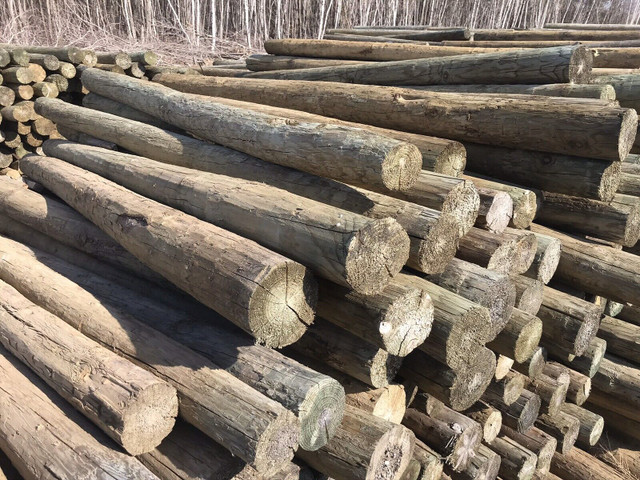 Poteaux de bois traité de 8 pieds (piquets de clôture) dans Autre  à Drummondville