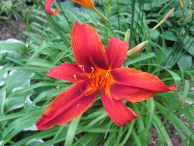 Perennial Flowers in Other in Cornwall - Image 2