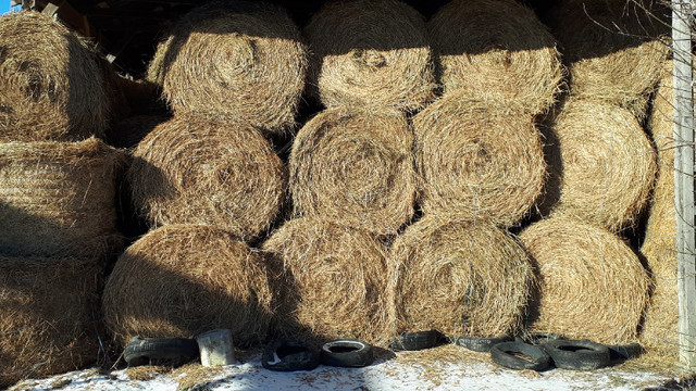 4x5 round bales of hay in Equestrian & Livestock Accessories in Renfrew