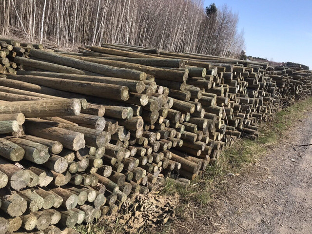 Poteaux de bois traité de 8 pieds (piquets de clôture) dans Autre  à Drummondville - Image 2