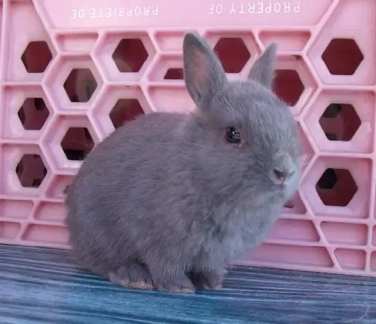 Bébés lapins & lapines Nain Polonais in Small Animals for Rehoming in Laurentides - Image 6