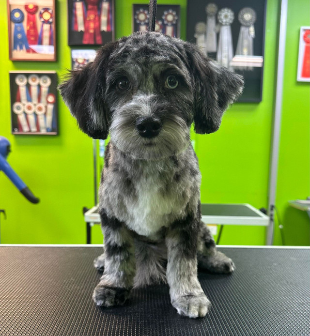 Dog and Cat Grooming in Animal & Pet Services in Calgary
