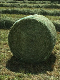 Small Squares and Round Bales of Hay!