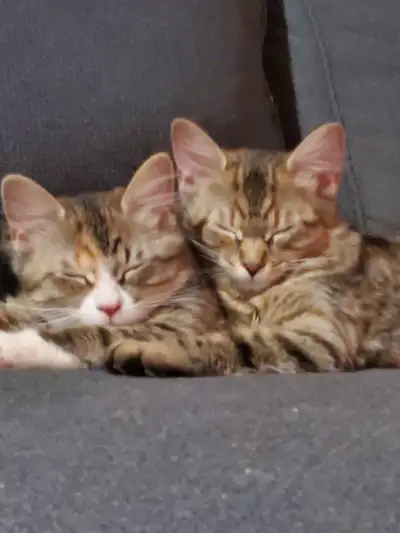 Hello. I have 2 female kittens They are 5 months old One is Calico The other is Tabby. I am asking 5...