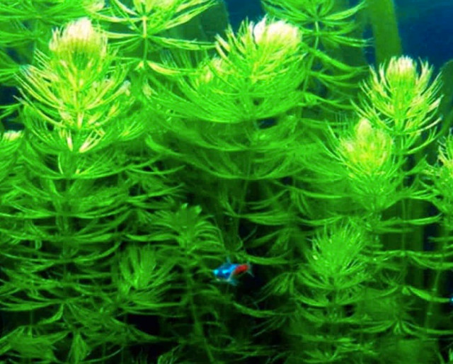 Aquarium plants in Fish for Rehoming in Hamilton - Image 4