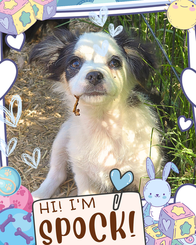 ❤️ Meet Spock! ❤️ Charming Chihuahua Mix Puppy Raised with Love, View more