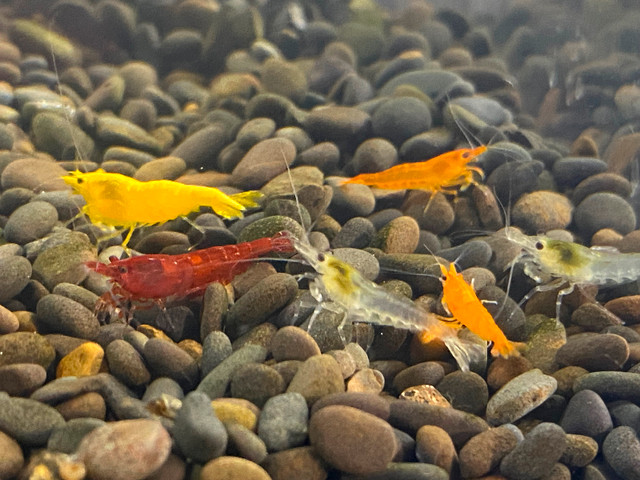 Skittles Shrimp in Fish for Rehoming in Ottawa - Image 4