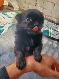 Bébé Chihuahua pure race, tête pomme !