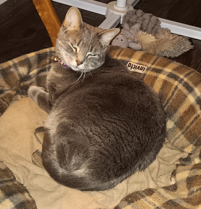 Looking for a New Home for Cat