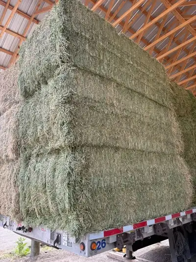 Alfalfa Hay large bales, View more