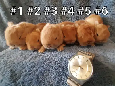 Top Featured Purebred Netherland Dwarf bunny rabbit, #Great for a gift for relieving from Pendemic a...