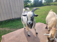 2yr old intact male pygmy goat