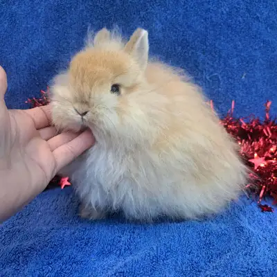 EXTRAORDINARY NETHERLAND DWARF baby boys, already neutered for your convenience! We have 2 ready to...