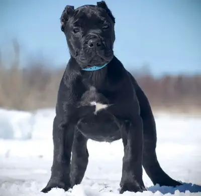 Presa Canario Puppies, View more