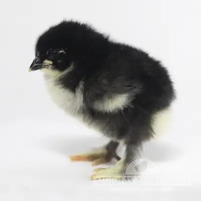 Unsexed heritage breeds Chicken Chicks Beckwith Park, View more