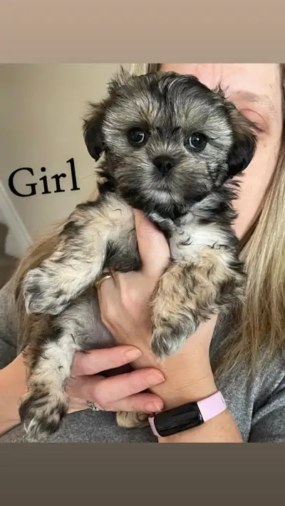 1Boy/2Girls - Shih Tzu Puppies - Ready to Go!, View more
