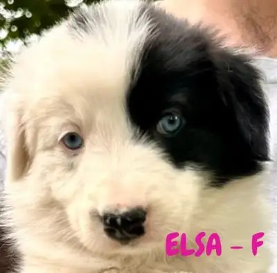 WORKING DOGS, PURBRED BORDER COLLIE PUPPY'S, View more