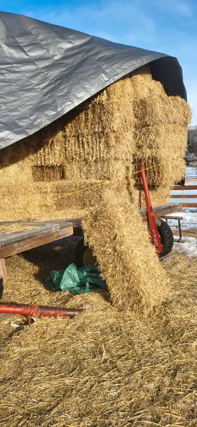 SOLID/ HEAVY/TIGHT BARLEY STRAW BALES are available for STAMPEDE.. Stored in my barn. Delivery avail...