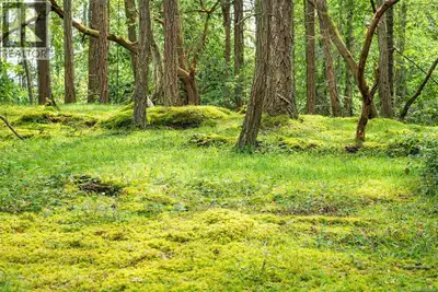 Discover the perfect blend of tranquility and natural beauty on this exceptional 0.85-acre building...