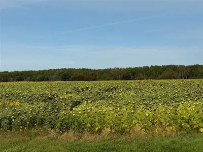 R04//Springfield Rm/78 acres cultivated prime farmland with 2 acres yard site. Possibility of subdiv...