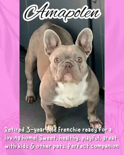 Beautiful Retired French Bulldog, View more