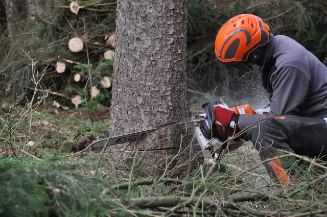 Tree Removal!