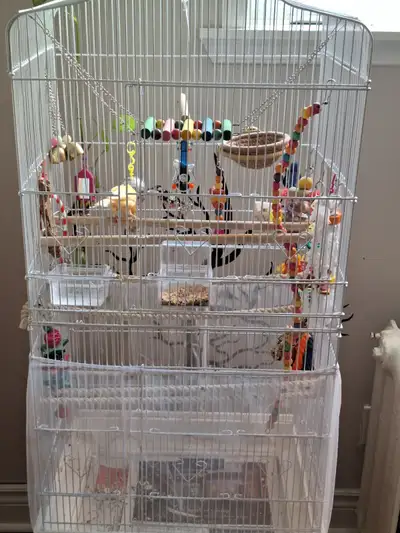 male canary for sale, View more