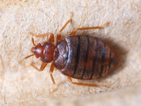 Super Pest Control Bed Bugs, Cockroaches, Mice, Rats 416898 0333